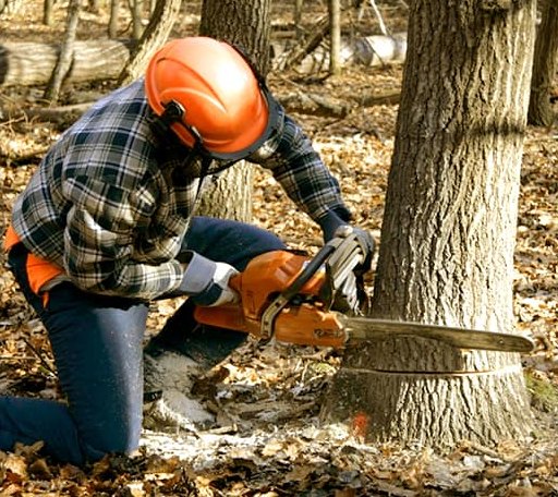 Tree Removal in Osage, MN